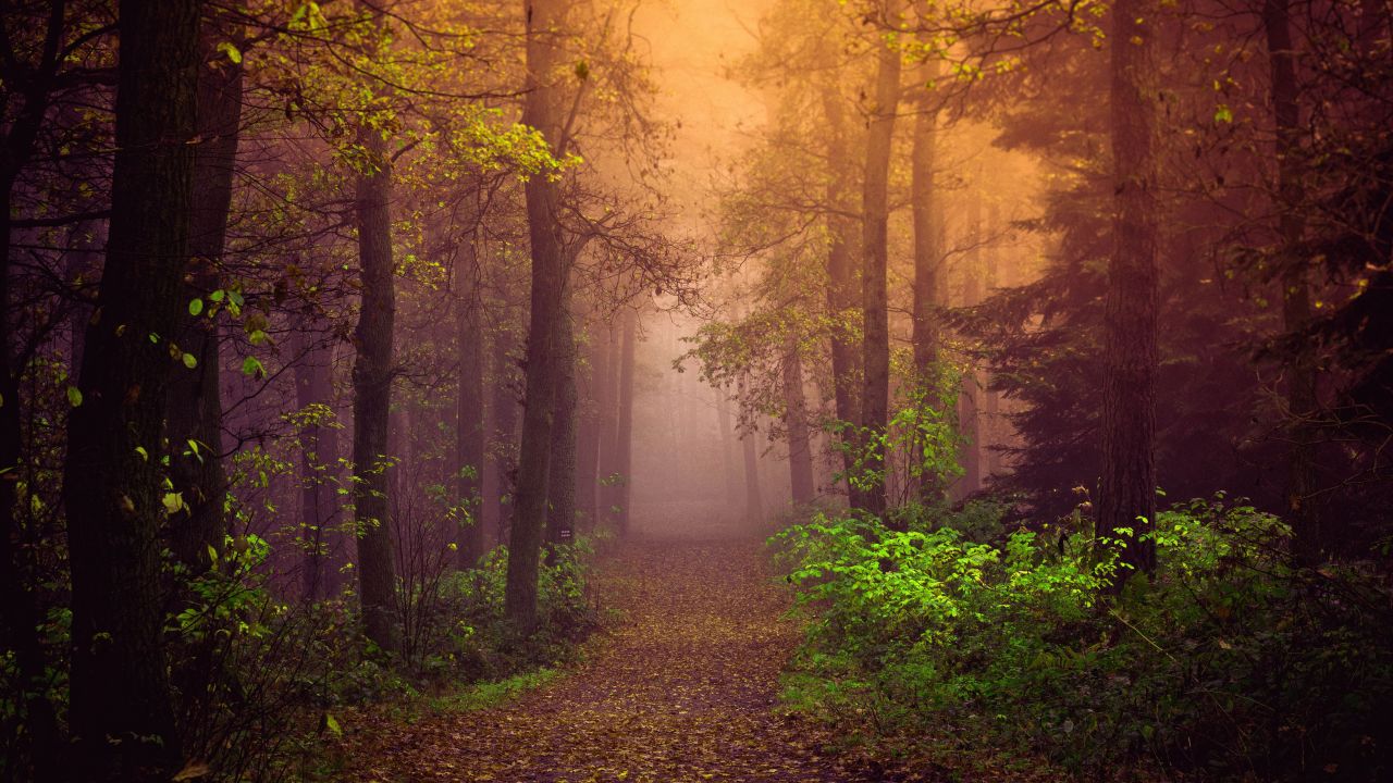 forest autumn path trees fog mist landscape autumn forest