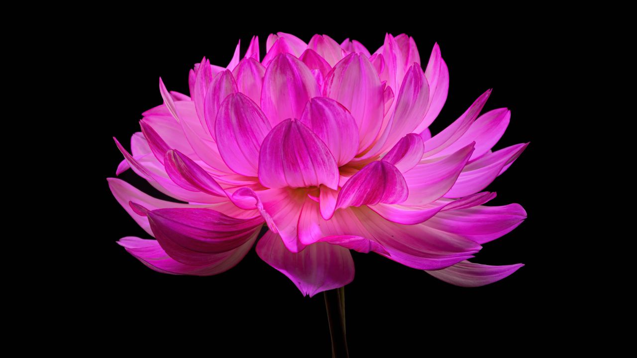 Dahlia flower Wallpaper 4K, Pink flower, Pink Dahlia