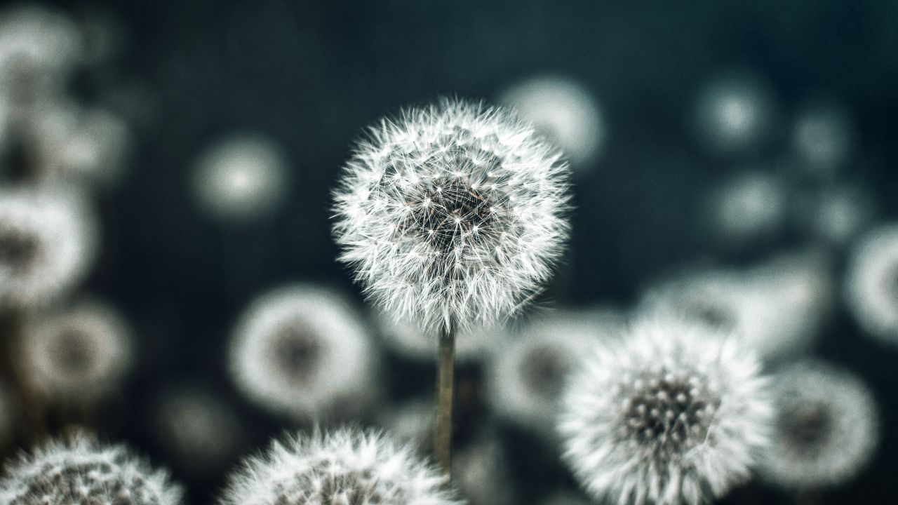 Dandelion Flower Wallpaper 4K, Flower Garden, Spring