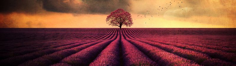 Lavender farm, Lone tree, Lavender fields, Cloudy