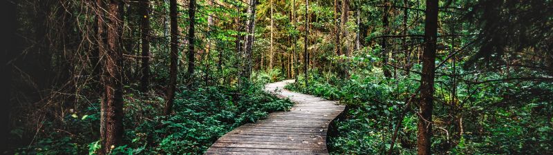 Forest, Pathway, Wooden path, Forest trail, Wilderness, Forest exploration, Nature trail, Enchanted Forest, 5K
