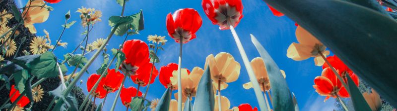Tulips, Flower garden, Sunlight, Spring, Sunny day, Blues sky, Red Tulips, Yellow tulips, 5K