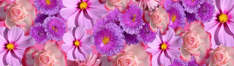 Blossom, Purple Flowers, Gerbera, Rose flowers, Floral Background