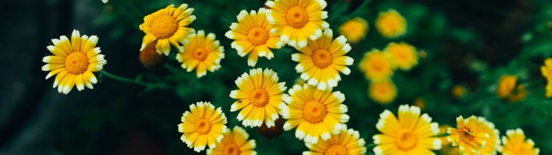 Daisy flowers, Yellow flowers, Blossom, Bloom, Pollen, 5K, 8K