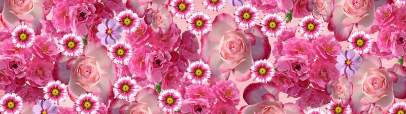 Rose flowers, Pink flowers, Rhodanthe, Daisy flowers, Floral Background