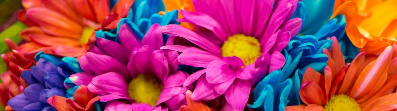 Dahlia flowers, Colorful, Bloom, Pink, Orange, Vibrant, Aesthetic