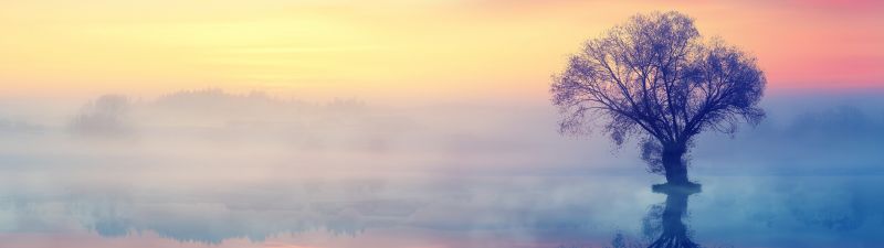 Lone tree, Scenery, Sunset, Reflection, Fog, Dusk, Aesthetic