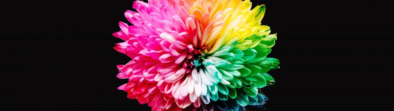Colorful flowers, Multicolor, Black background, 5K