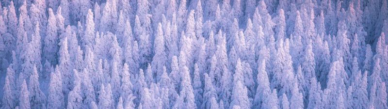 Snow covered, Winter forest, Cold, Frozen trees, 5K, Russia