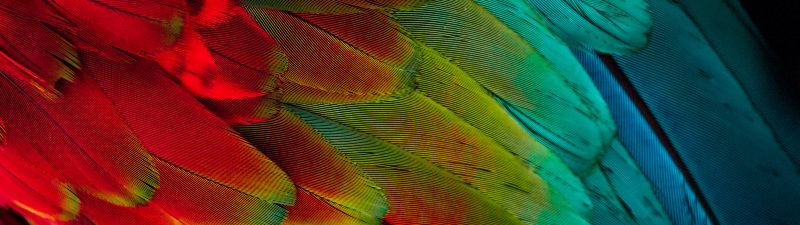 Parrot feathers, Colorful, 5K, Texture, Pattern