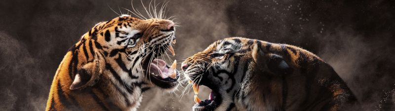 Tigers, Roaring, Bengal Tiger, Sumatran tiger, Smoke