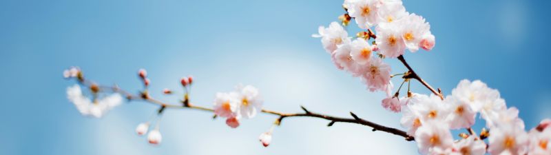Sakura, Cherry blossom, Spring flowers, Bloom, Hanami, Bokeh Background, Macro