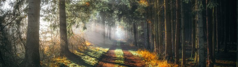Forest, Walkway, Sunlight, Sunbeam, Morning fog, Sun rays, 5K