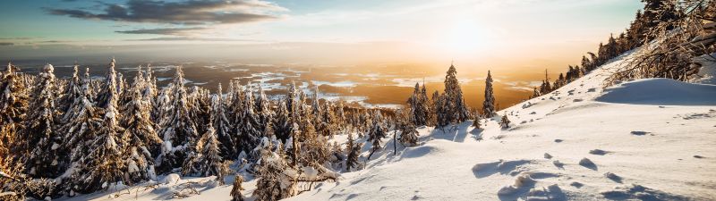 Winter, Landscape, Pine trees, Frosted trees, Sunny day, Snow, 5K