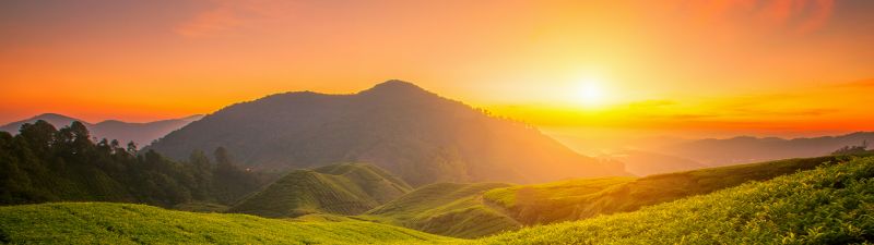 Tea form, Cameron Highlands, Sunrise, Landscape, Hills, Agriculture, Malaysia, Aesthetic, 5K