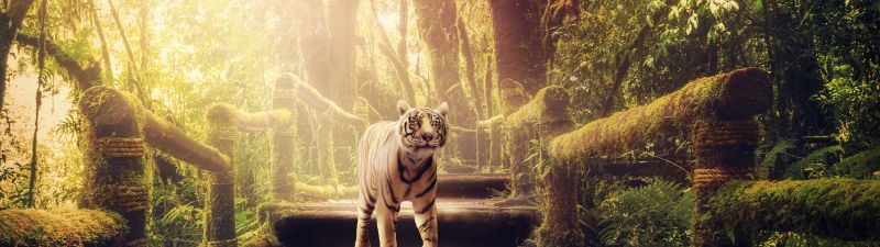 White tiger, Wooden stairs, Forest, Jungle, Green Trees, Sunlight, Wooden Planks, 5K