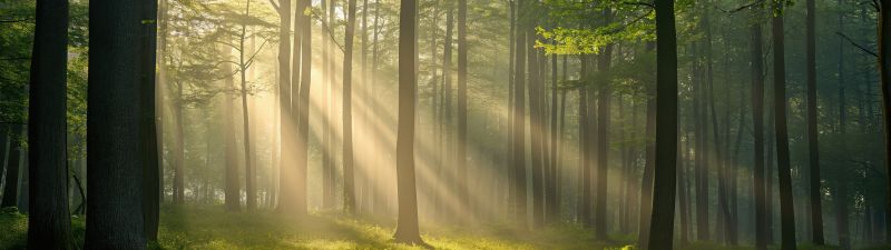 Thick forest, Sunlight, Scenic, 5K, Sun rays, Green Forest