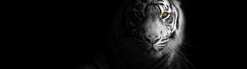 White tiger, Dark aesthetic, Bengal Tiger, Black background, 5K