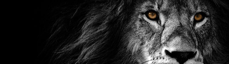 Lion, AMOLED, Wild, African, Predator, Black background