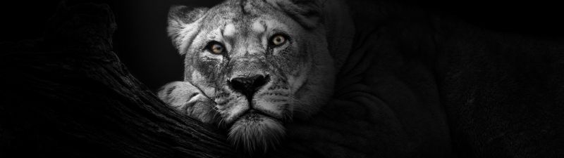Lioness, African, Predator, Wild, 5K, Dark background, Monochrome, Black and White