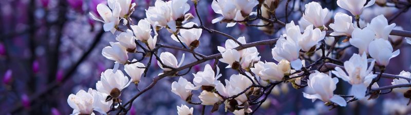 Sakura, Aesthetic, Magnolia flowers