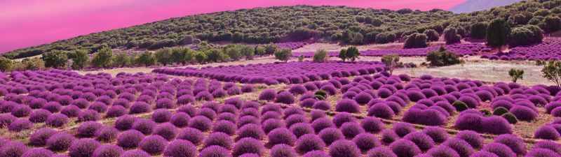 Lavender fields, Landscape, Pink sky, Garden, Blossom