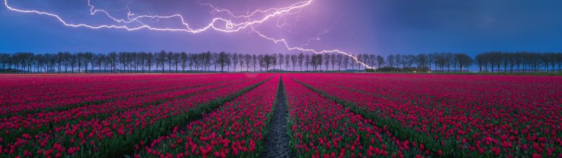 Tulips field, Lightning Strike, Storm, Cloudy Sky, Tulip garden