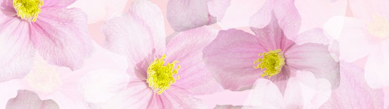 Spring flowers, Blossom, Aster flower, Pattern, Floral Background, Pink flowers, 5K