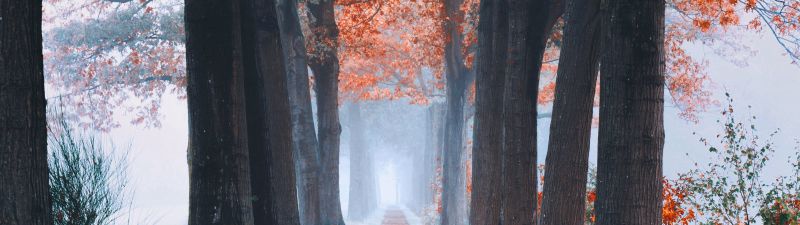 Autumn, Foliage, Trees, Path, Foggy, Morning, Fallen Leaves, 5K