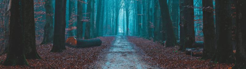 Fall Foliage, Bare trees, Path, Forest, Morning, Scenic, Atmosphere, 5K