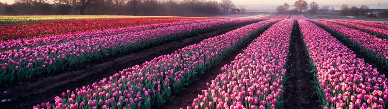 Tulips field, Morning breeze, Tulip garden, 5K, Colorful flowers