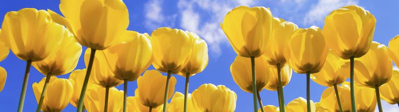 Yellow tulips, Daylight, Tulip garden, Tulip flowers