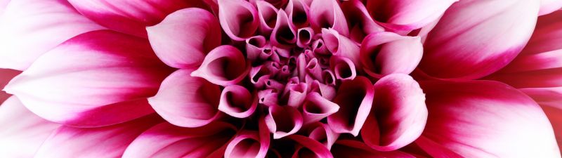 Pink Dahlia, Closeup, Macro, Blossom, 5K