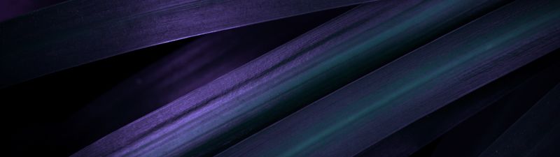 Purple leaves, Macro, Closeup Photography, Dark aesthetic, 5K