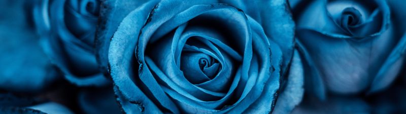 Blue aesthetic, Rose flowers, 5K, 8K, Blue rose