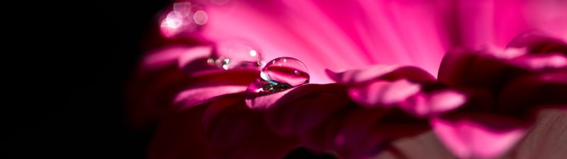 Pink Daisy, Gerbera Daisy, Dew Drops, Droplets, Black background