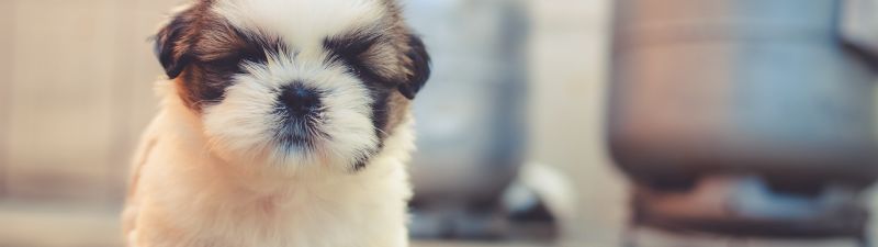 Cute puppies, Saint Bernard, Cute dog, Adorable, Fluffy dog