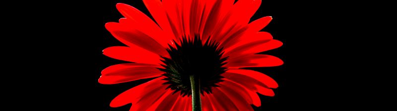 Red Gerbera Daisy, Red flower, Black background, Red Daisy, 5K, AMOLED
