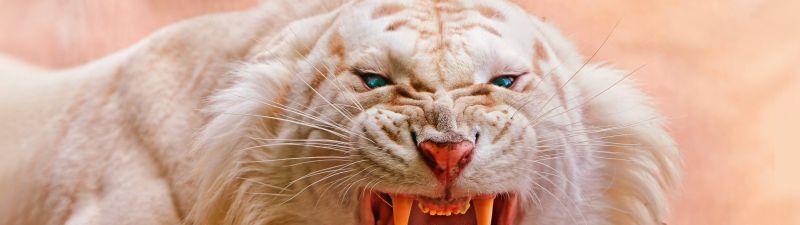 Roaring, White tiger, Blue eyes, Predator, Wild