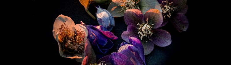 Hellebore flowers, Dark aesthetic, Bloom, AMOLED, Black background, 5K, Colorful flowers