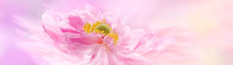 Pink flower, Pink background, Blossom, Pastel pink, Pastel background