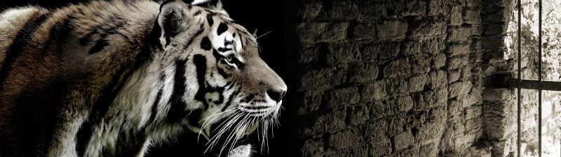 Tiger, Brick wall, Wild animals