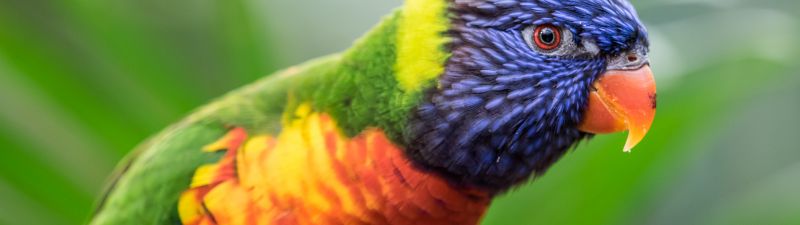 Rainbow Lorikeet, Colorful, Closeup, Bokeh, Bird, Green background