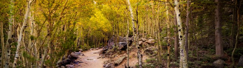Aspen trees, Pathway, Forest, Rocks, Trails, Beautiful, 5K