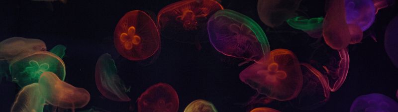 Jellyfishes, Multicolor, Black background, Underwater, Colorful, Sea Life Aquarium, Purple, Colorful, Bioluminescence