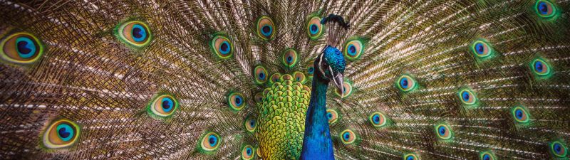 Blue Peacock, Peafowl, Beautiful, Green Feathers, Closeup, Bird, Colorful, 5K
