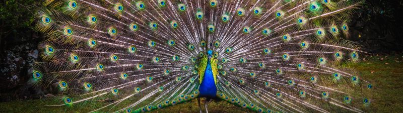 Peacock, Green Grass, Beautiful, Green Feathers, Bird, Trees, Colorful, 5K