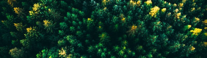 Green Trees, Forest, Aerial view, Greenery, Drone photo