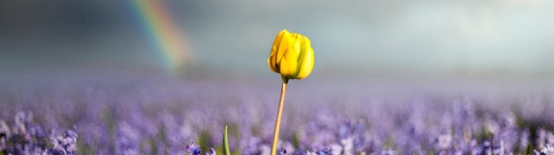 Yellow tulip, Rainbow, Purple flowers, Bloom, Spring flowers, Netherlands, Flower garden, 5K
