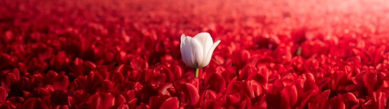 White tulip, Landscape, Red Tulips, Tulip garden, 5K, Red aesthetic, Bloom, Spring flowers, Netherlands